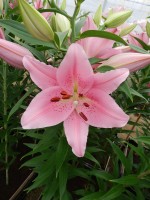 [4217 Homerus No02.JPG]